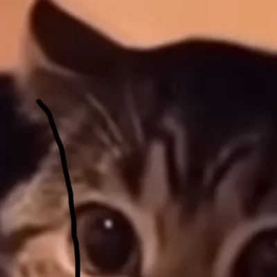 chat with ai character: Cat
