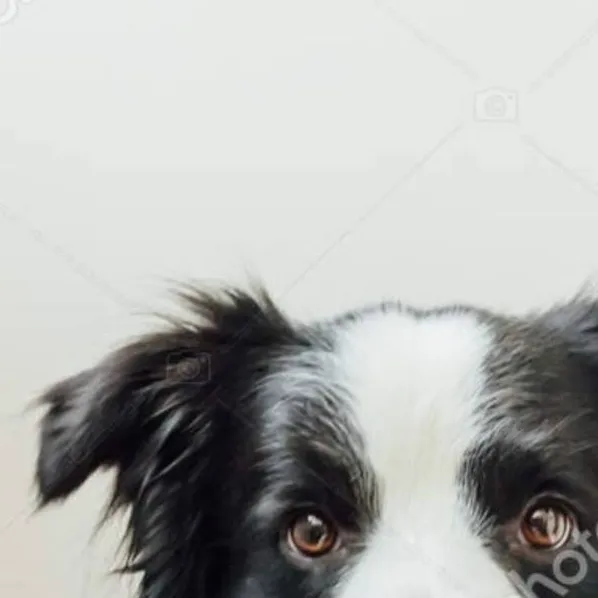chat with ai character:  Max The Pride Dog