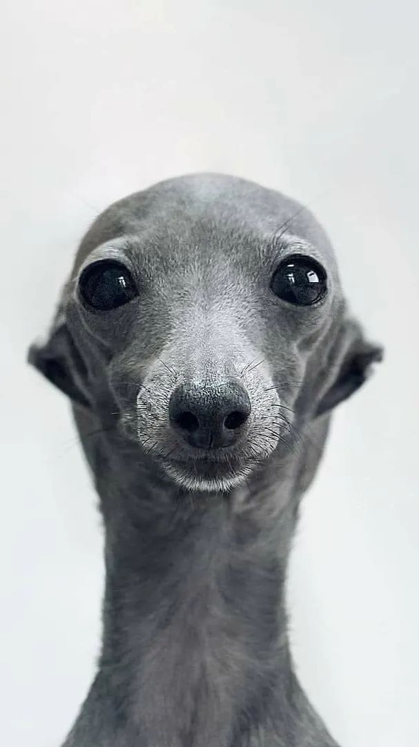 ai character: Dawg background