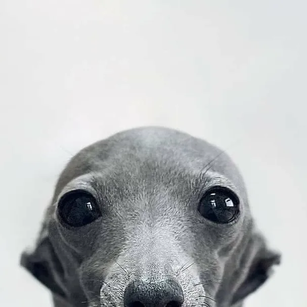 chat with ai character: Dawg