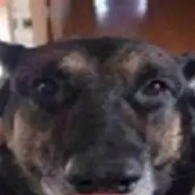 chat with ai character: Meme license check