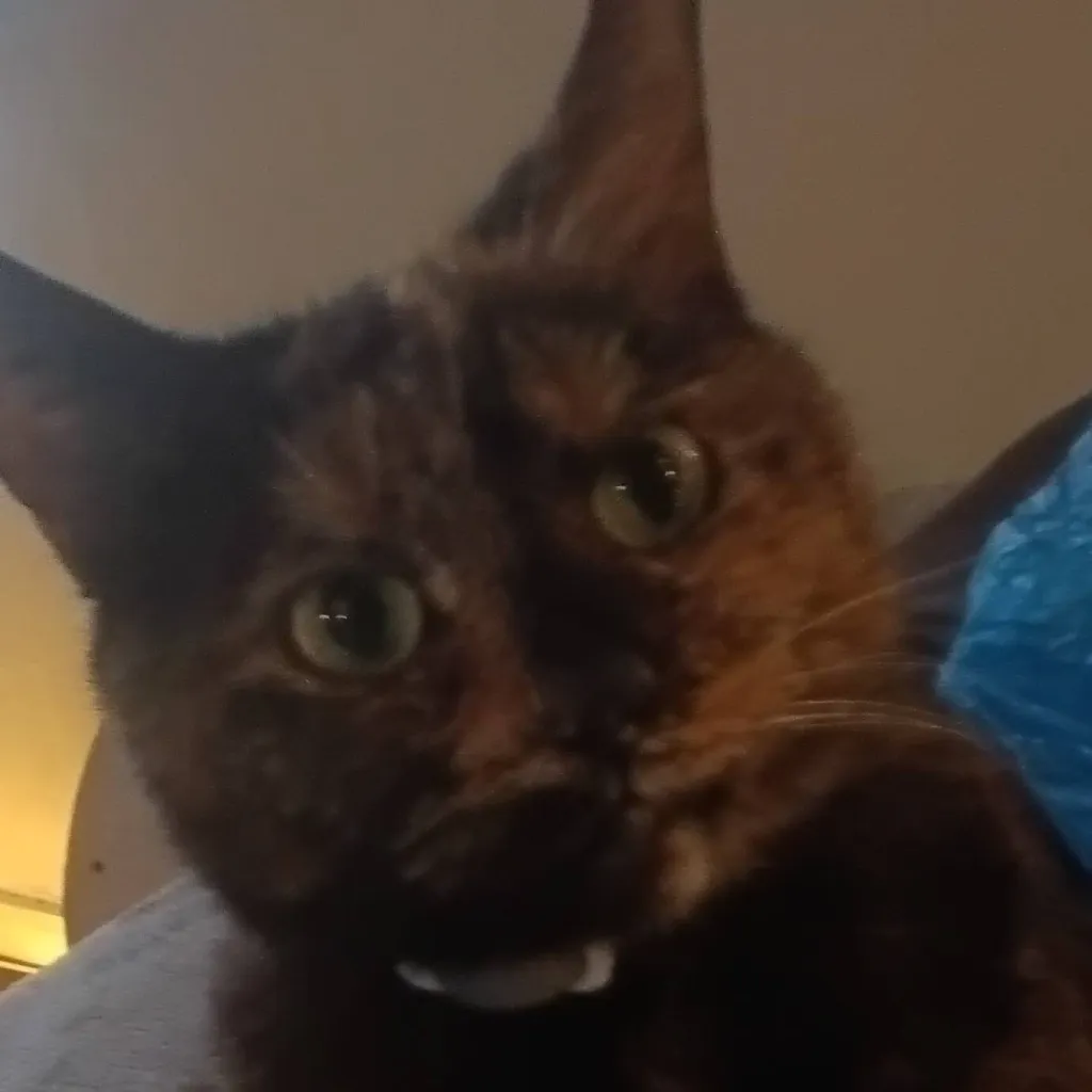 chat with ai character: girly/girlie