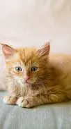 ai character: Annoying kitten 2 background