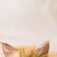 chat with ai character: Annoying kitten 2