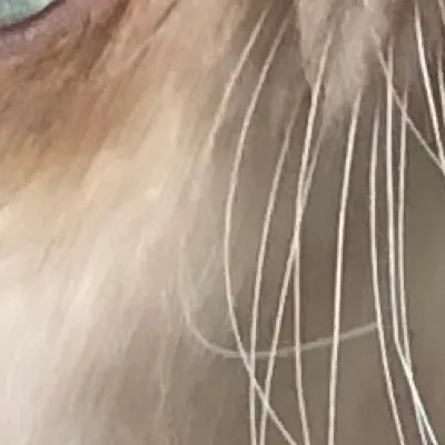 chat with ai character: Feather 