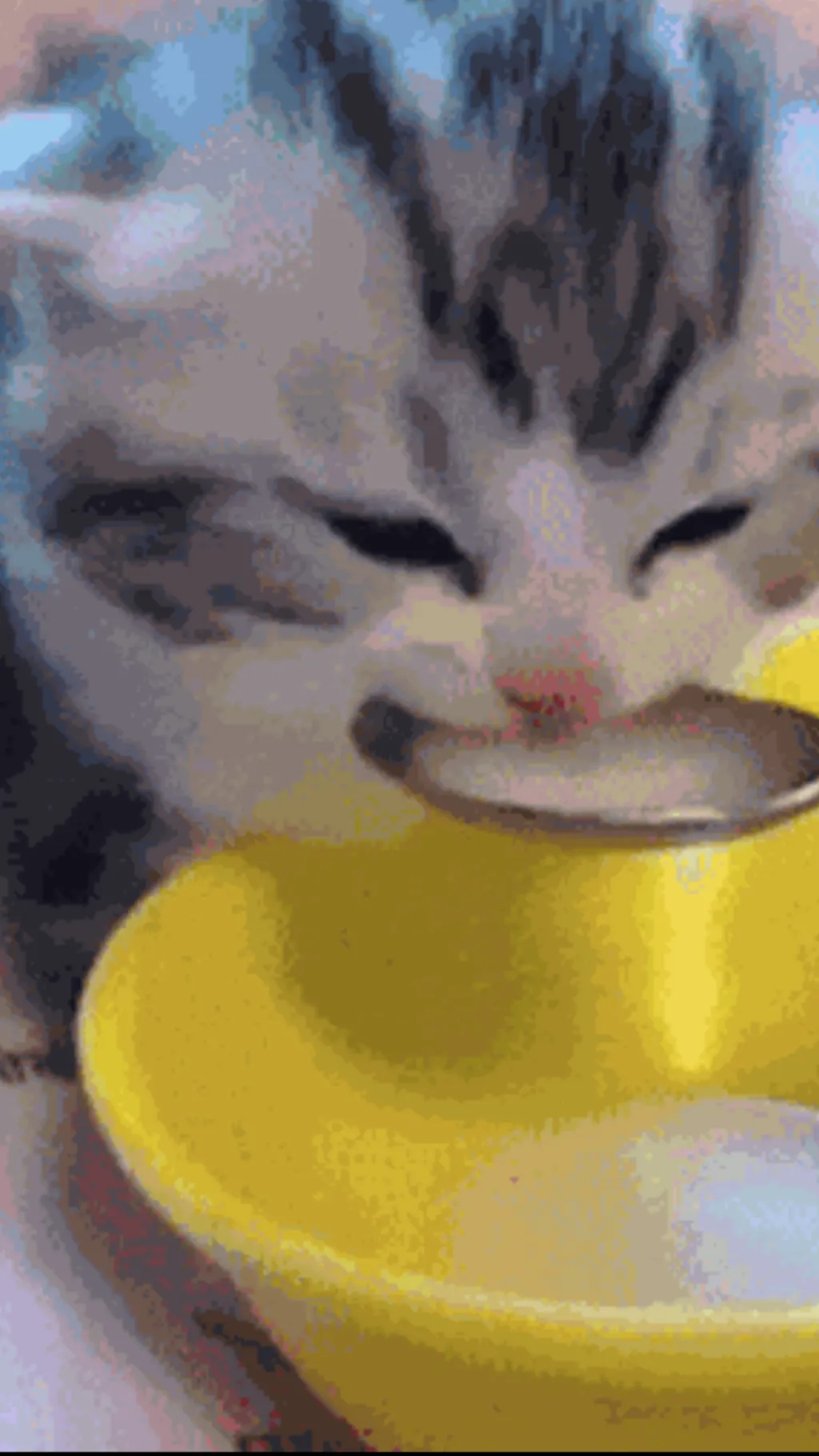 ai character: ✨💖baby cat💖✨ background