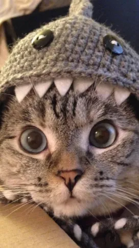 ai character: Cat background