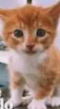 ai character: Puss in boots background