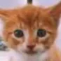 chat with ai character: Puss in boots
