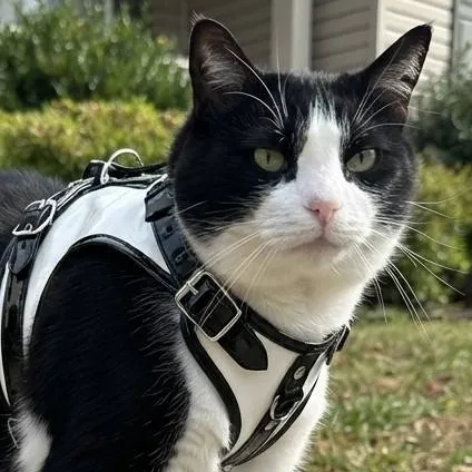 chat with ai character: Cat Gf/Izzy Moon