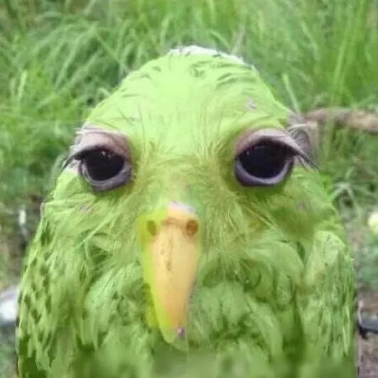chat with ai character: Duolingo 😰