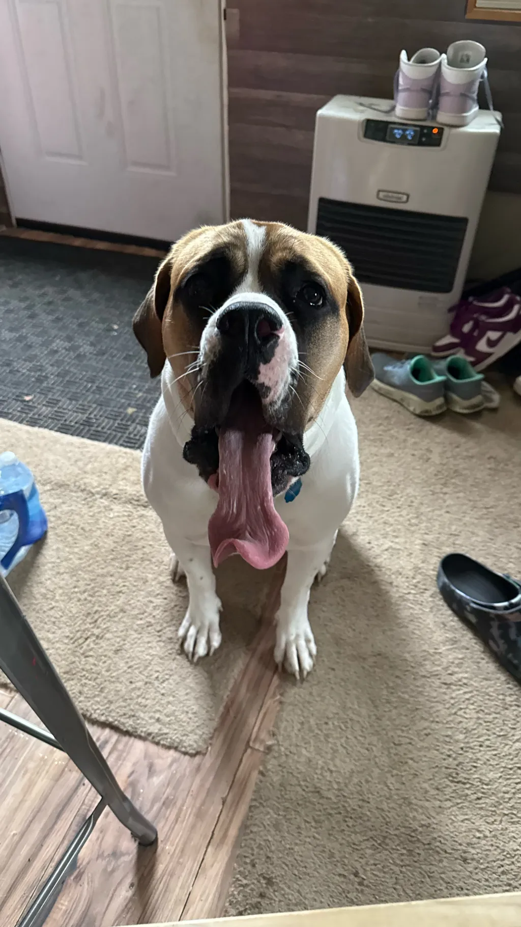 ai character: Saint Bernard  background