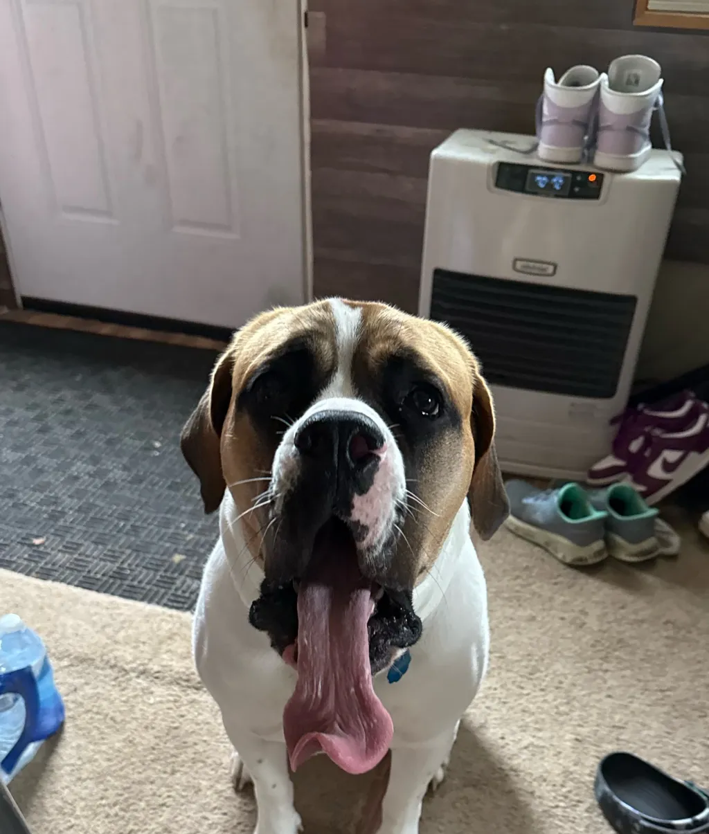 chat with ai character: Saint Bernard 