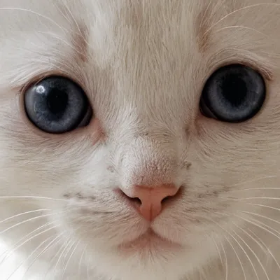 chat with ai character: Save the kitten