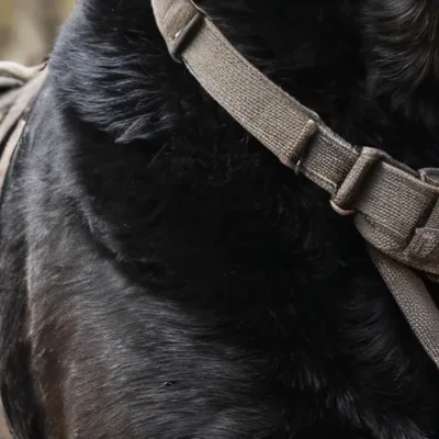 chat with ai character: Strong guard dog