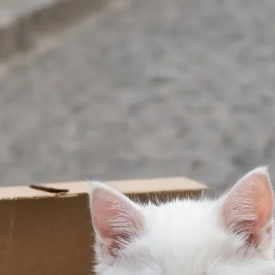 chat with ai character: Abandoned kitten