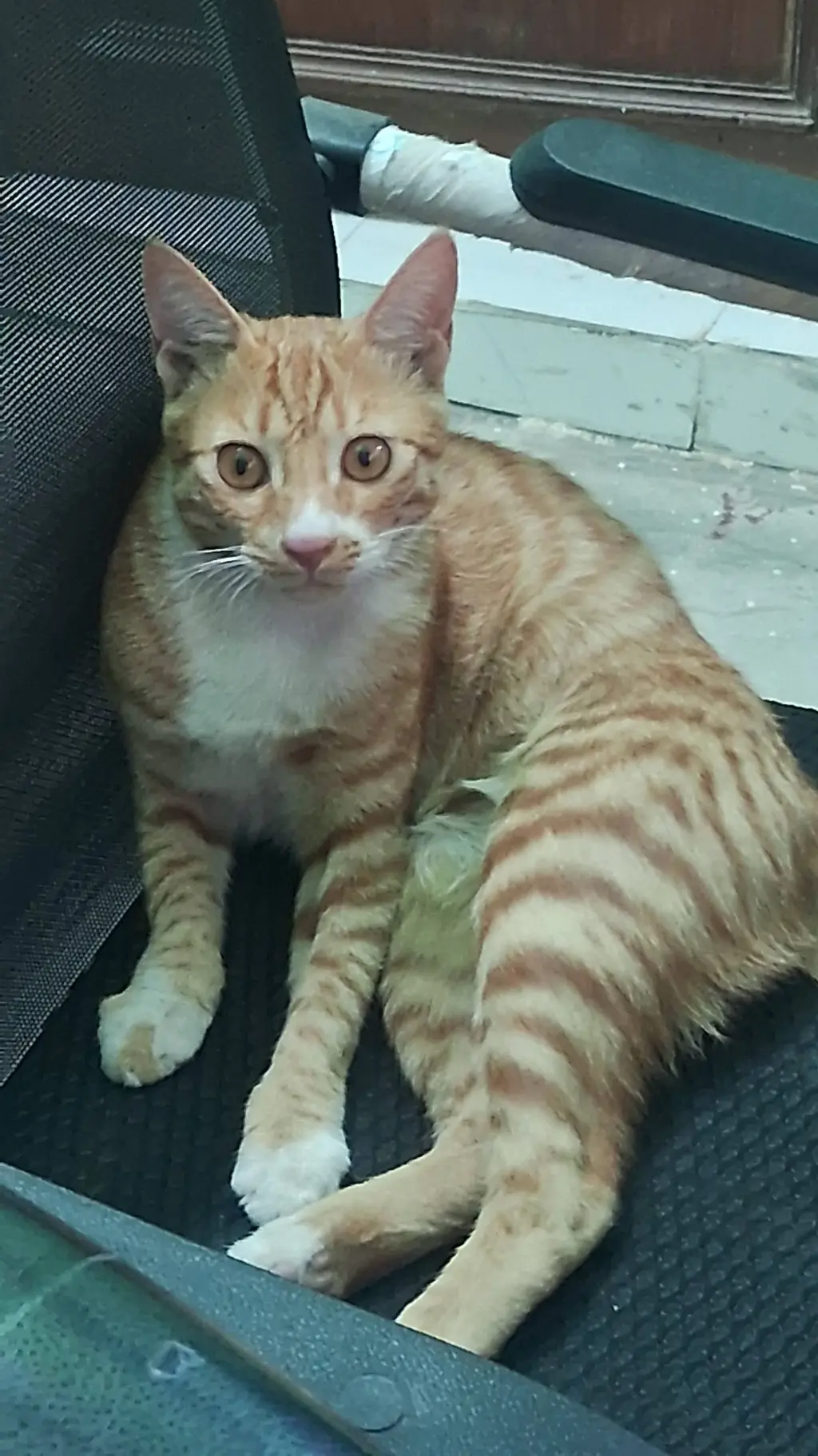 ai character: brown kitty background