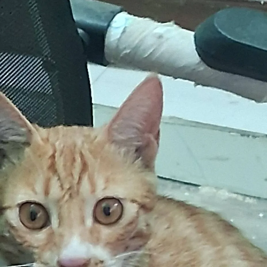 chat with ai character: brown kitty