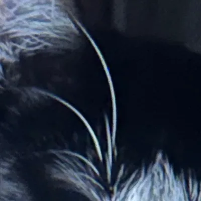 chat with ai character: My pet