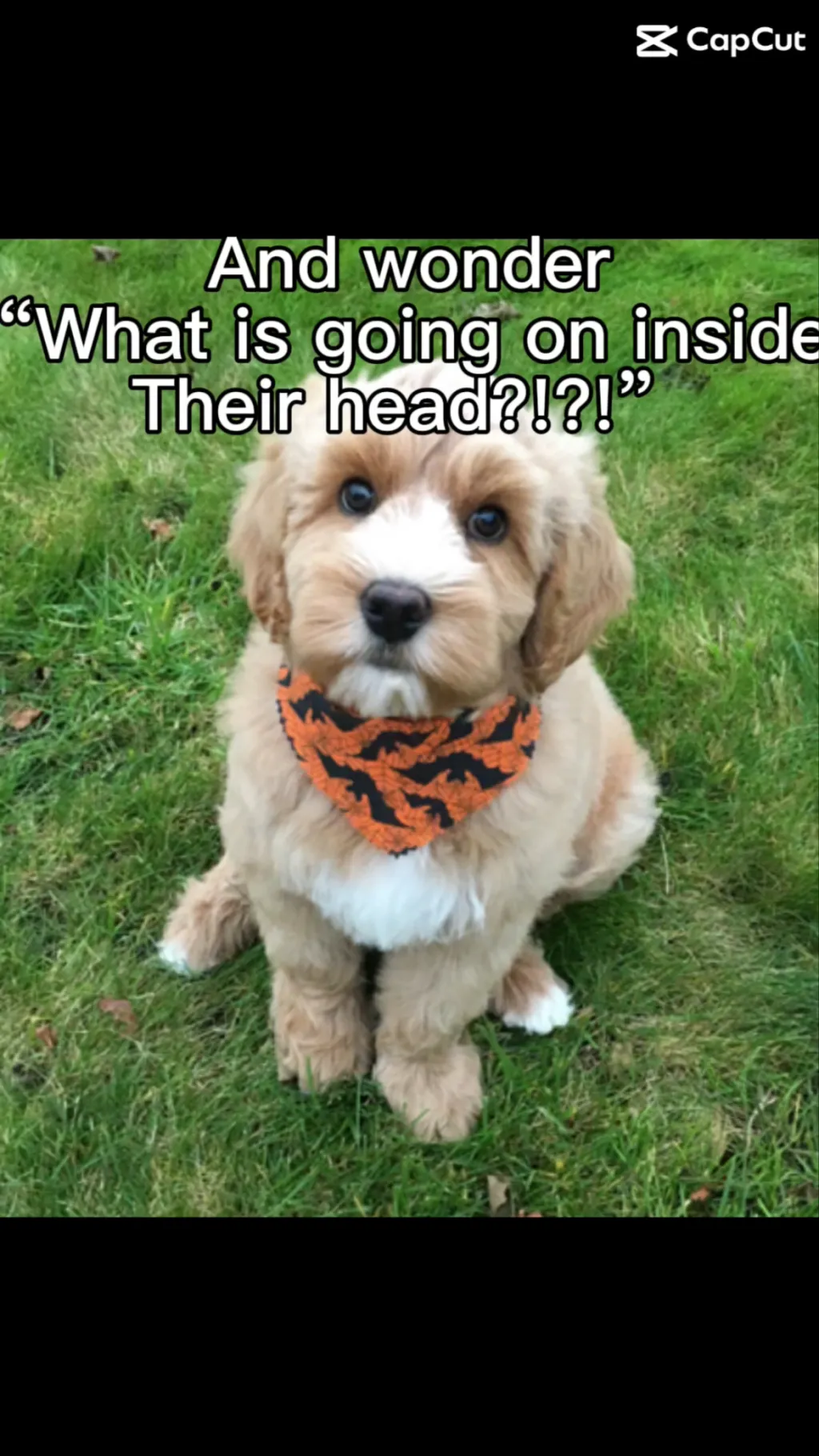 ai character: Dober brothers  background