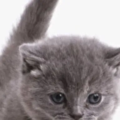 chat with ai character: meowmewo