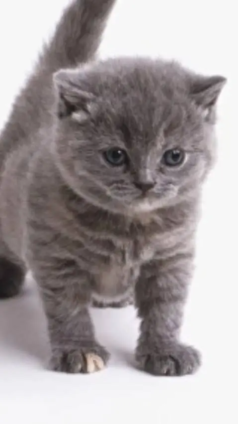 ai character: meowmewo background