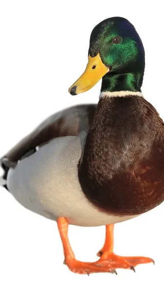 ai character: duck. background