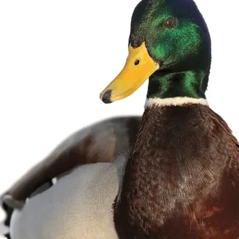 chat with ai character: duck.