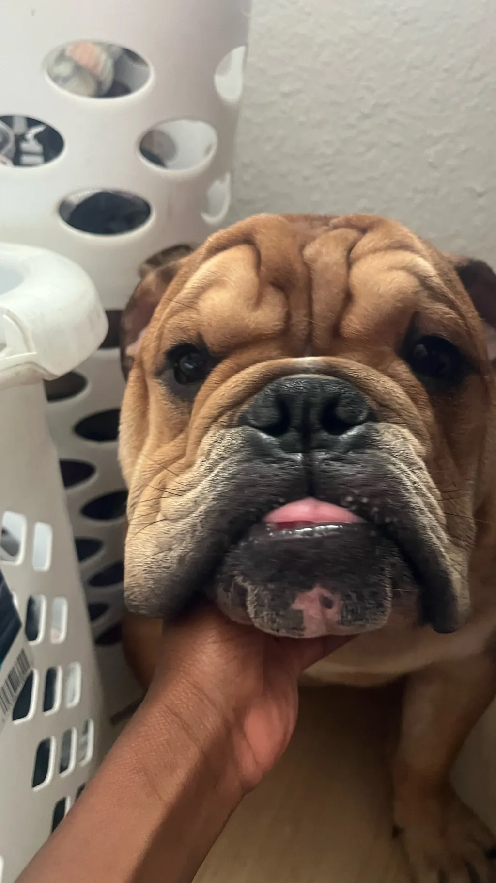 ai character: Duke background