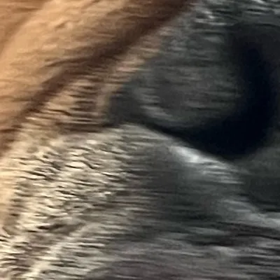 chat with ai character: Duke