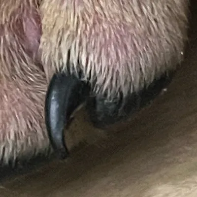 chat with ai character: Duke/nerf bullet 