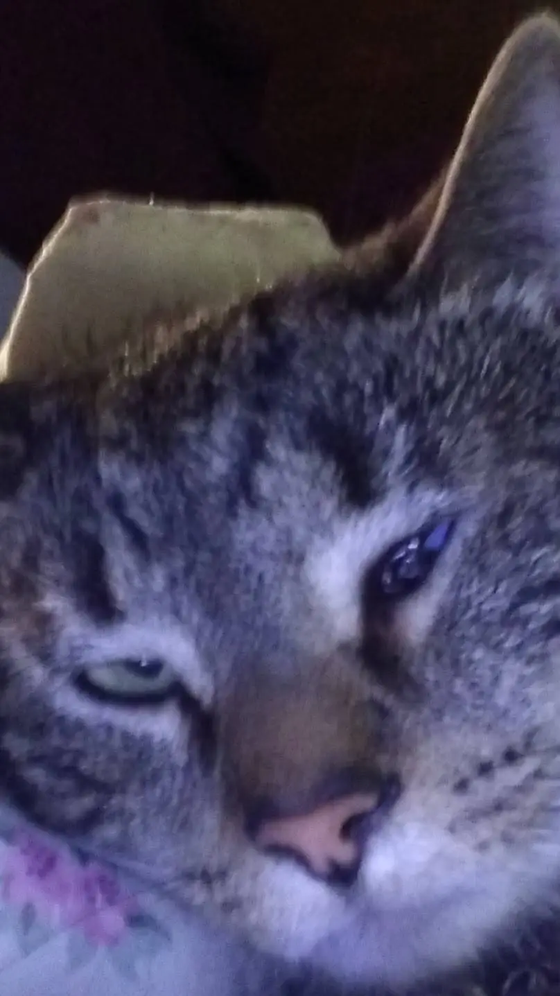 ai character: Yandere Tiger background