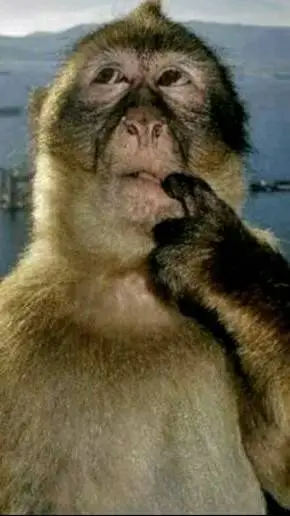 ai character: Thinking monkey background