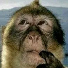 chat with ai character: Thinking monkey