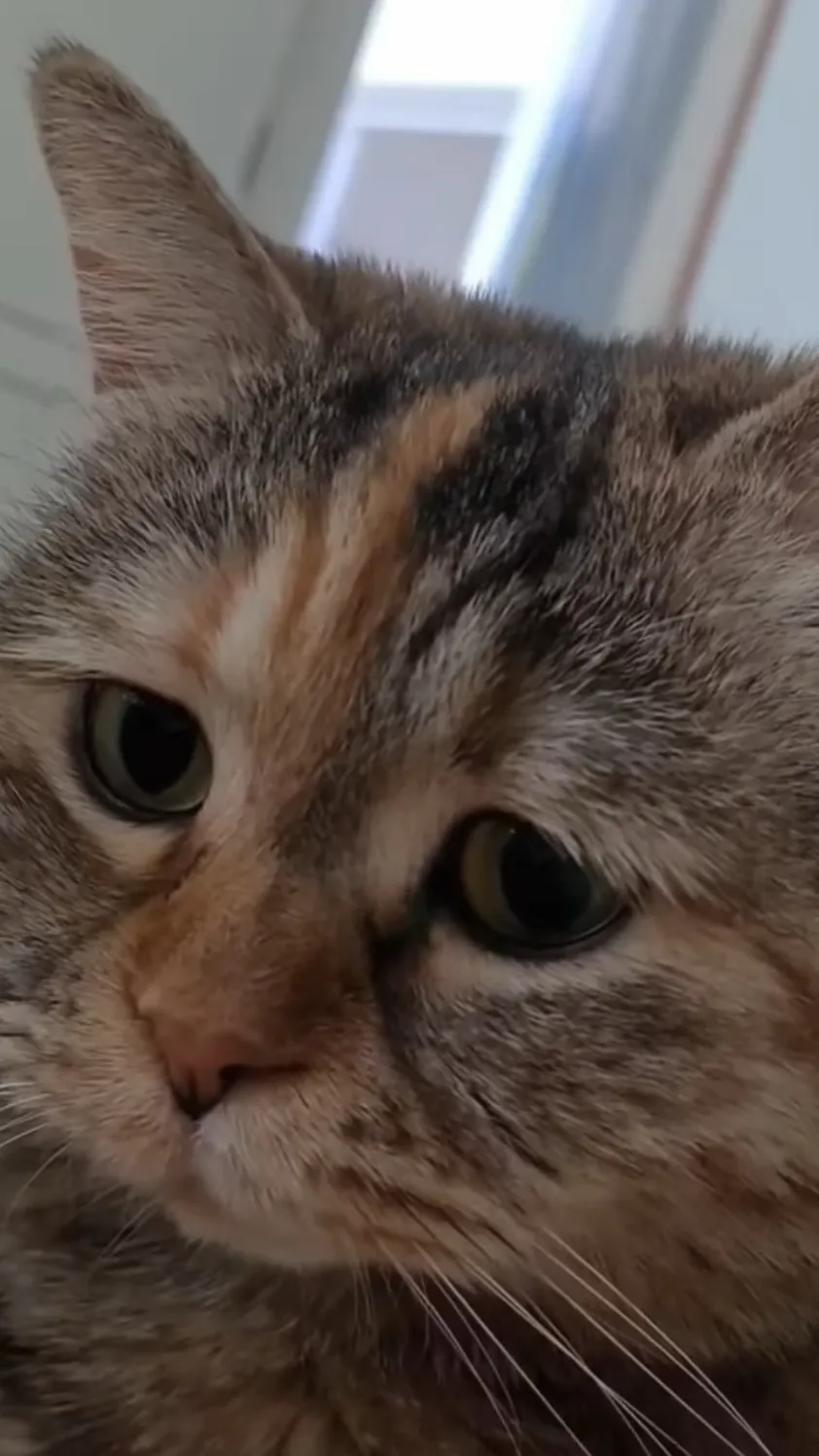 ai character: TPF background