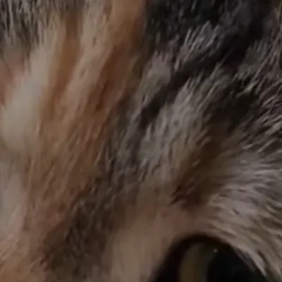 chat with ai character: TPF