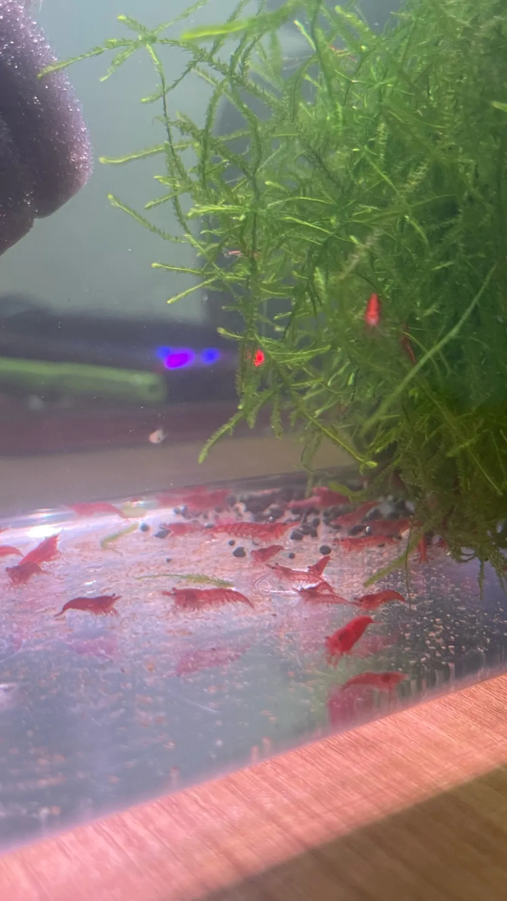 ai character: Shrimp nation background