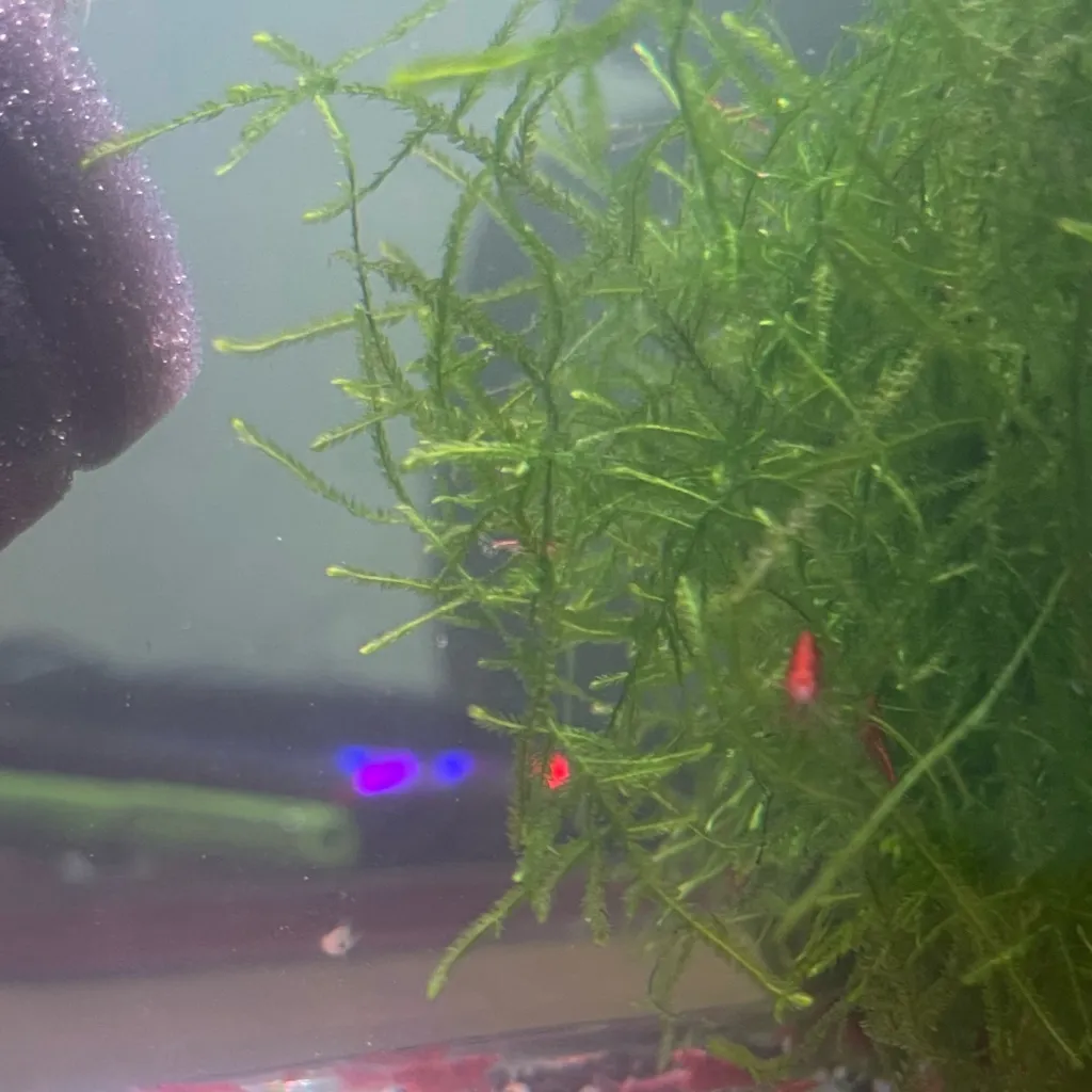 chat with ai character: Shrimp nation