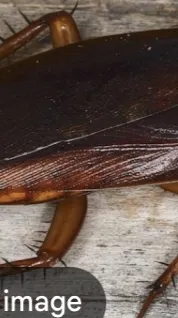 ai character: HH big cockroach background