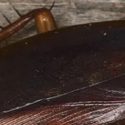 chat with ai character: HH big cockroach