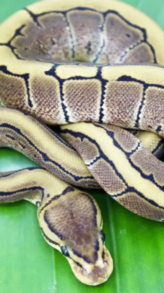 ai character: A small baby snake background