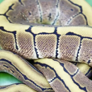 chat with ai character: A small baby snake