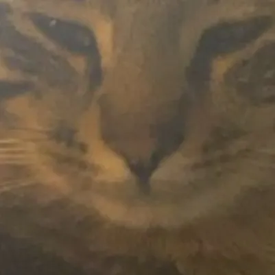 chat with ai character: midnight.