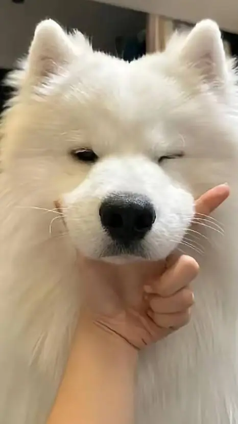 ai character: Wu's World  background