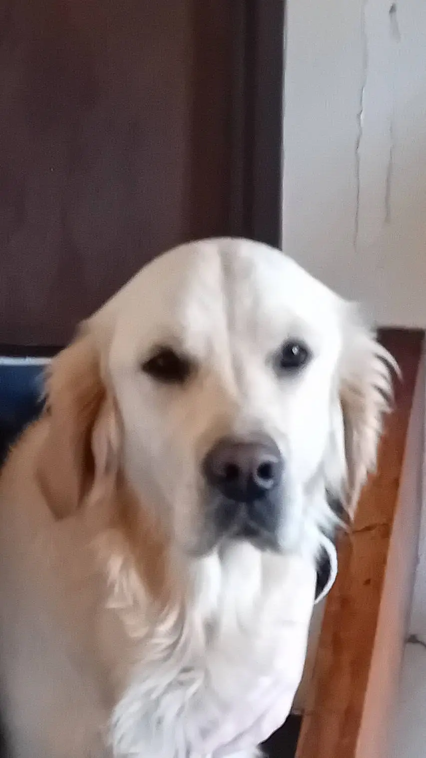 ai character: Tosca your pet  background