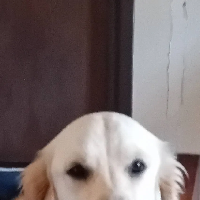 chat with ai character: Tosca your pet 