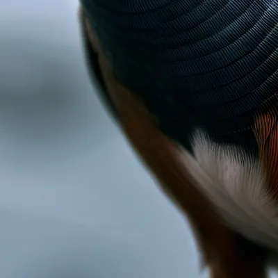 chat with ai character: Loxo 