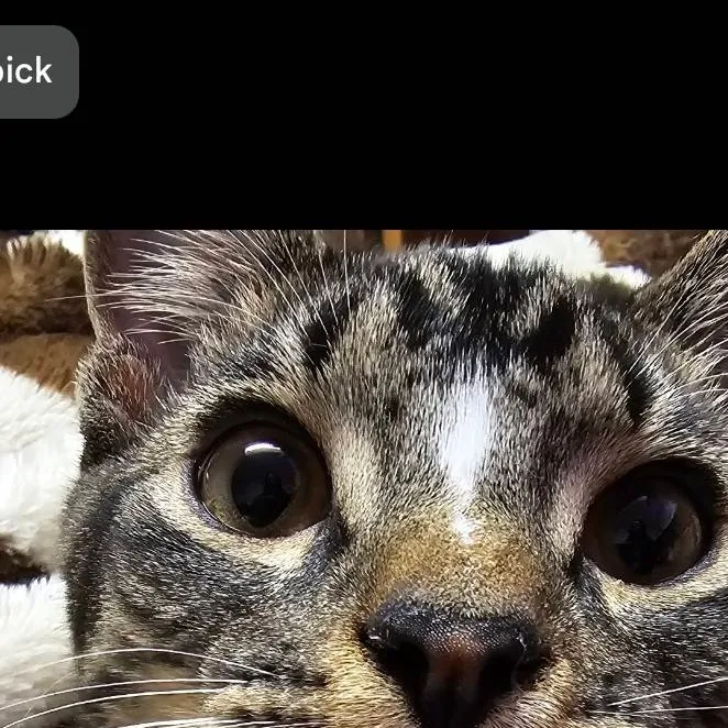 chat with ai character: Dave/cat/boy