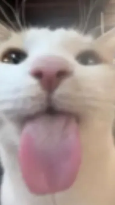 ai character: Cat background