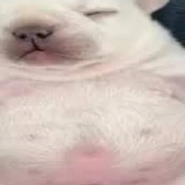 chat with ai character: PIBBLE